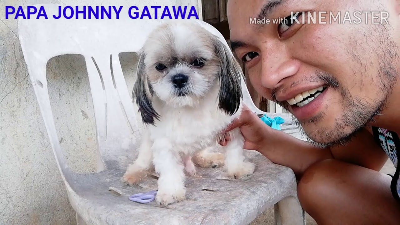 #shihtzucare #petlover #familypet #mybabypet SHI TZU GROOMING ||PAPA JOHNNY GATAWA