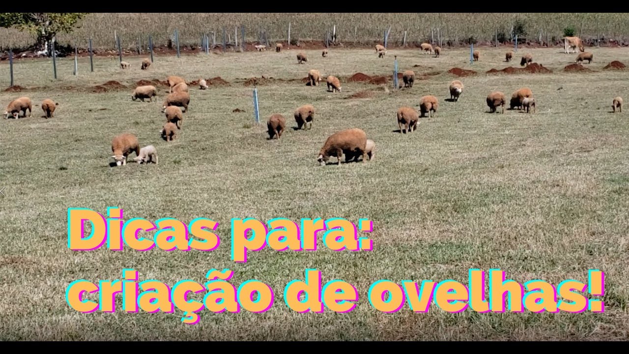 Dicas para o manejo de ovinos