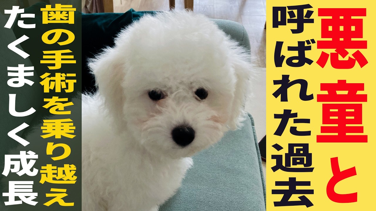 【成長記録】愛犬『そわ』の1年を完全密着！ビションフリーゼの成長ストーリー