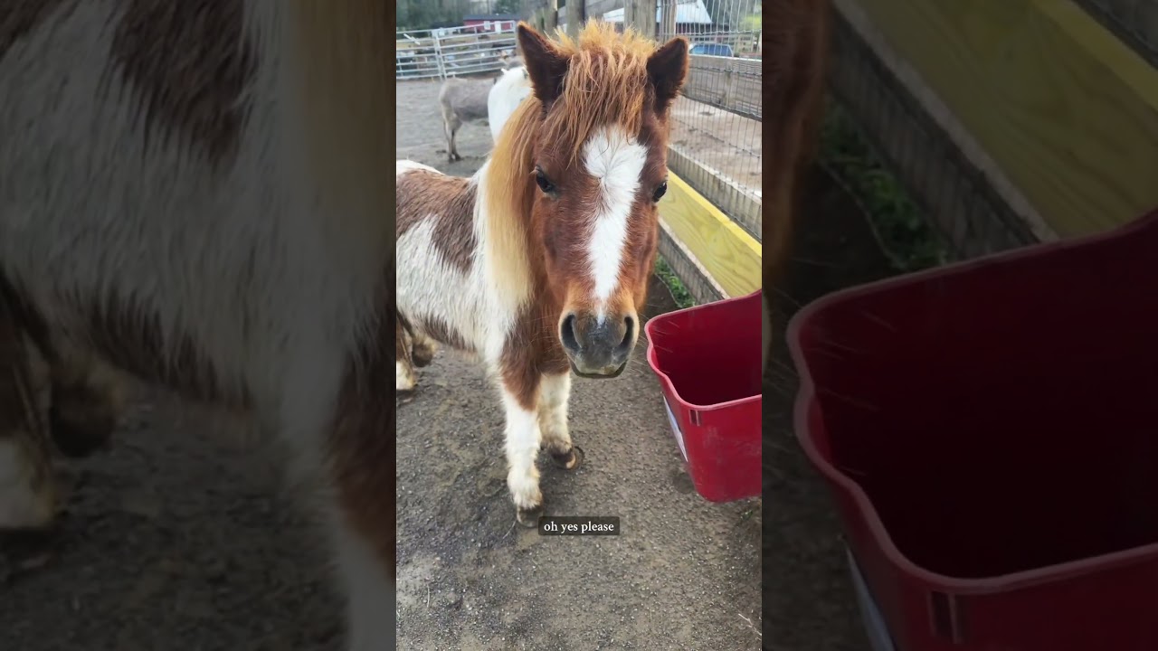 Milking my mini horse and mini donkey #farmanimals #minidonkey #donkey #minihorse #minihorses