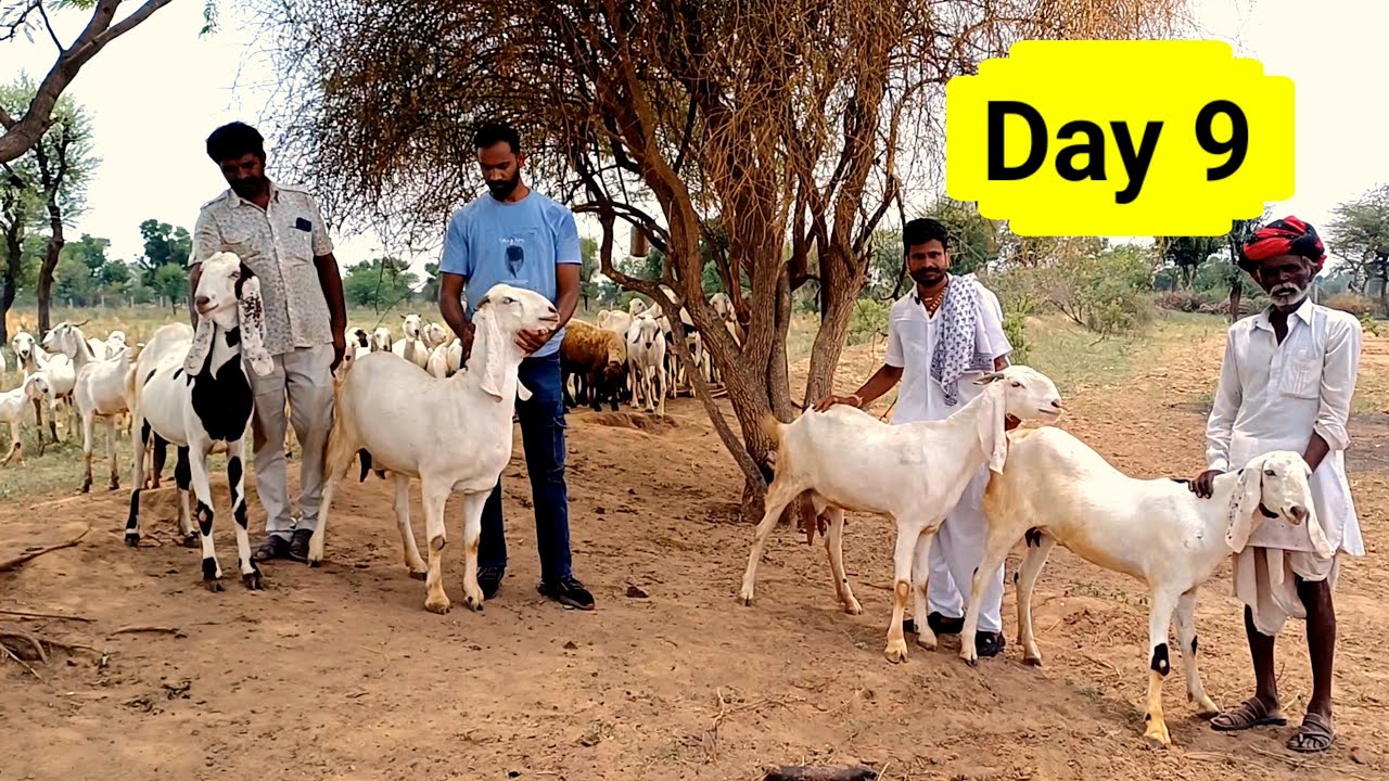 मेलाप गांव में सोजत नस्ल की खुबसूरत बकरियां | ऐसी बकरियां कही नही देखी होगी | GOATFARM | बकरी पालन |