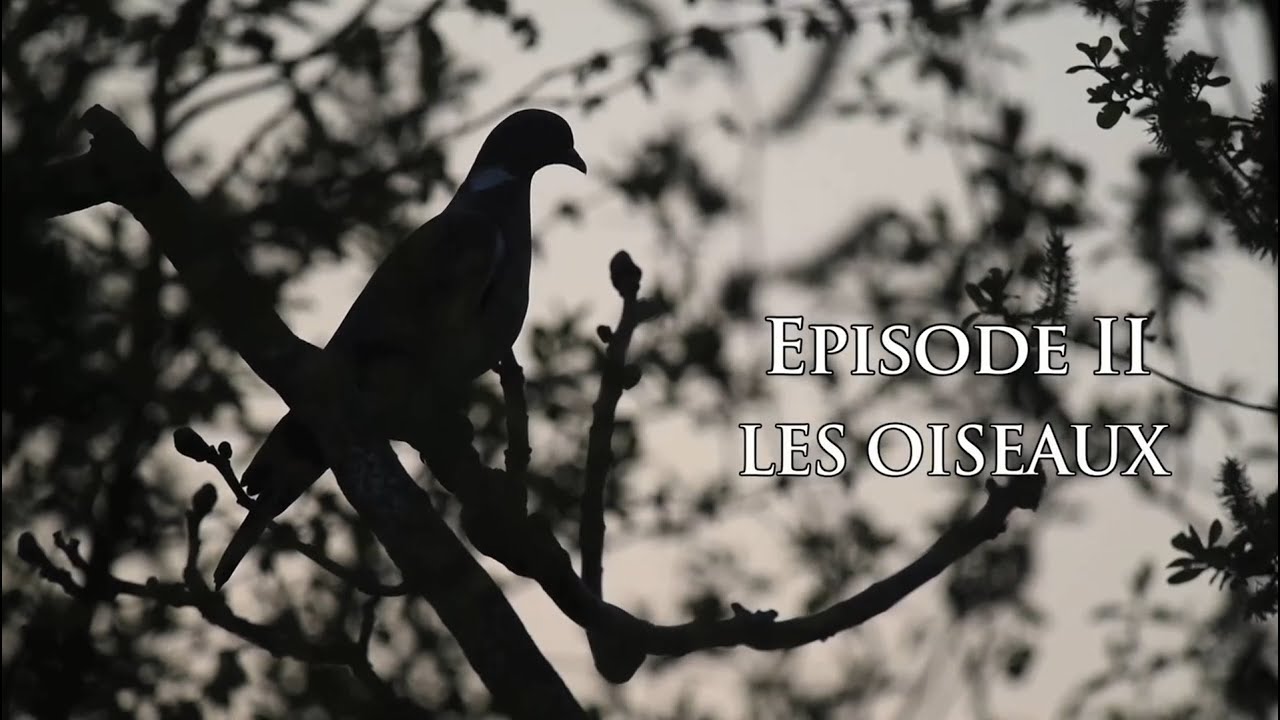 La vie secrète du jardin - Episode 2 : les oiseaux
