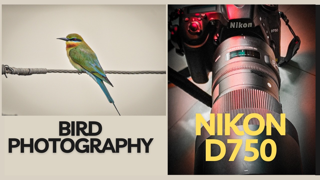 Nikon D750 + Sigma 150-600mm in 2026 — Still Worth? 🦅📸#NikonD750 #birdphotography  #dslr