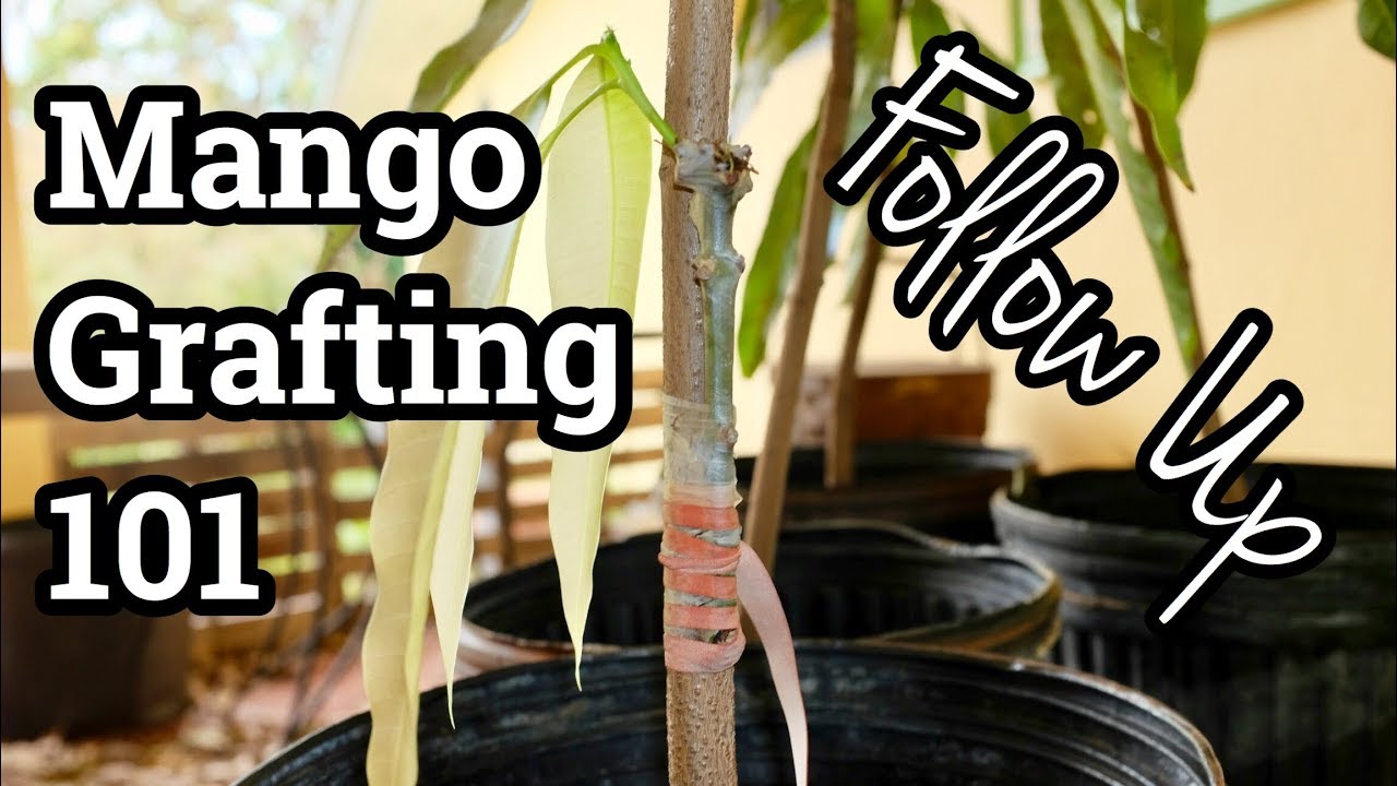 Mango Grafting 101 Follow Up