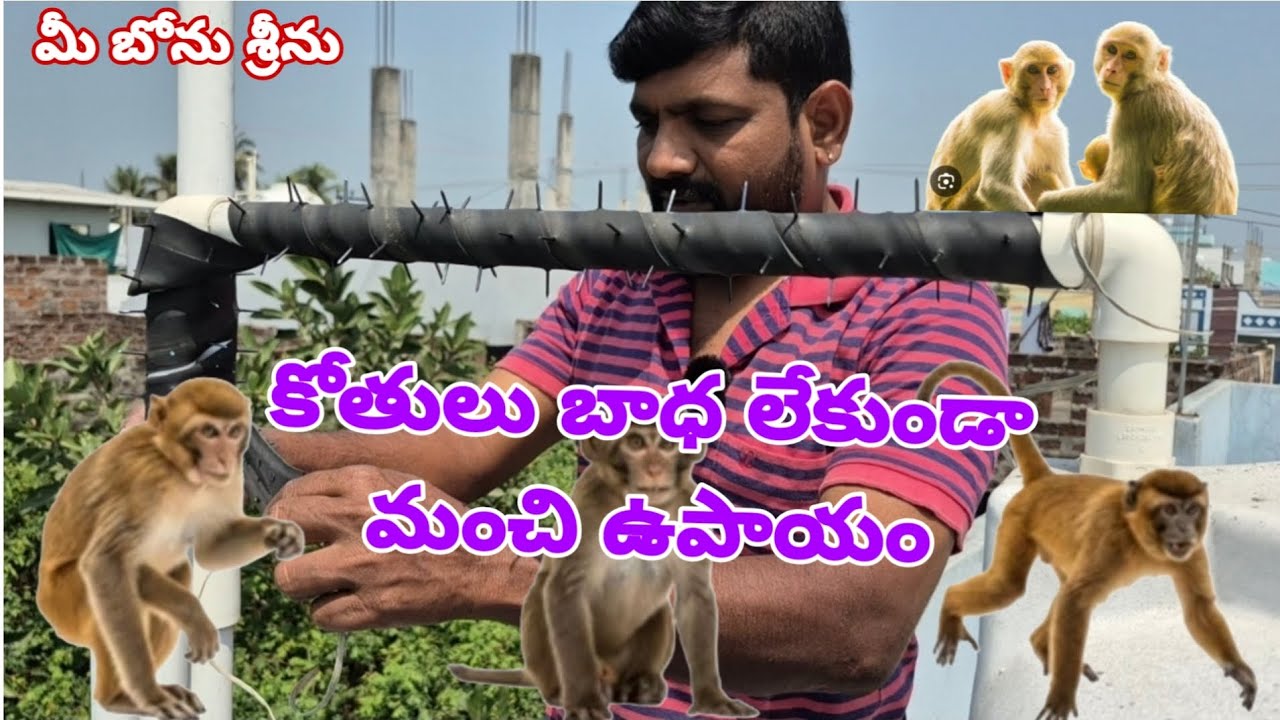 ఇంటి పై వాటర్ ట్యాంక్ పైపులు కోతులు పాడు చేస్తున్నాయా? ఇలా చేస్తే ఇక కోతులు రావు!|కోతులు బాధ 