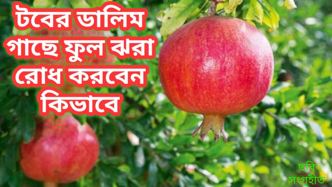 টবের ডালিম গাছের ফুল ঝরা প্রতিরোধ ও পরিচর্যা