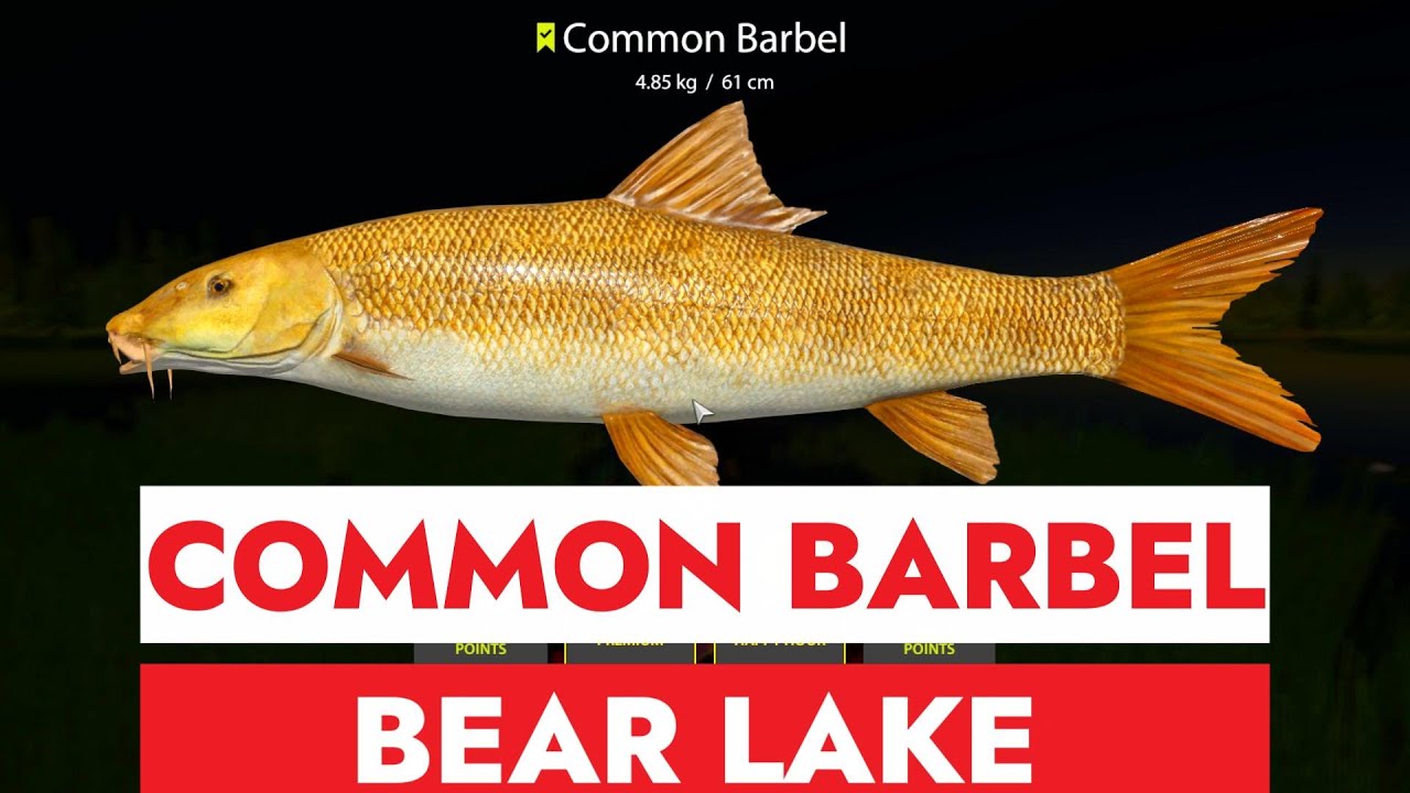 RUSSIAN FISHING 4 - RF4 - COMMON BARBEL SPOT - BEAR LAKE
