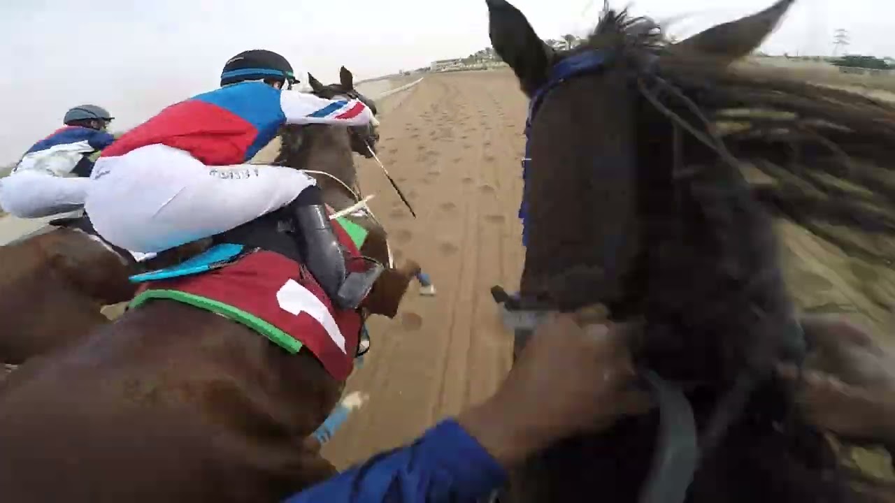 مكسب الحصان السيف السعودي من ميدان القصيم خالد الرويشد 23 /4 / 1444