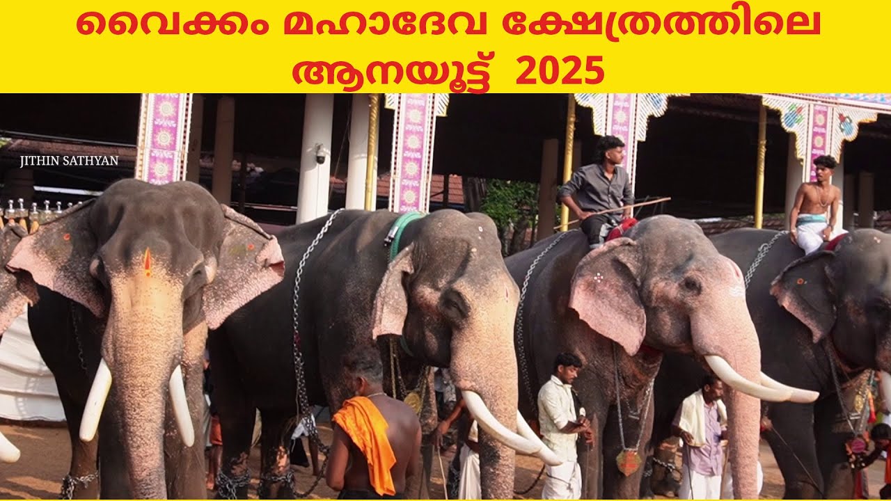 aanayottu at vaikom mahadeva temple 2025 | വൈക്കം മഹാദേവ ക്ഷേത്രത്തിലെ ആനയൂട്ട്  2025