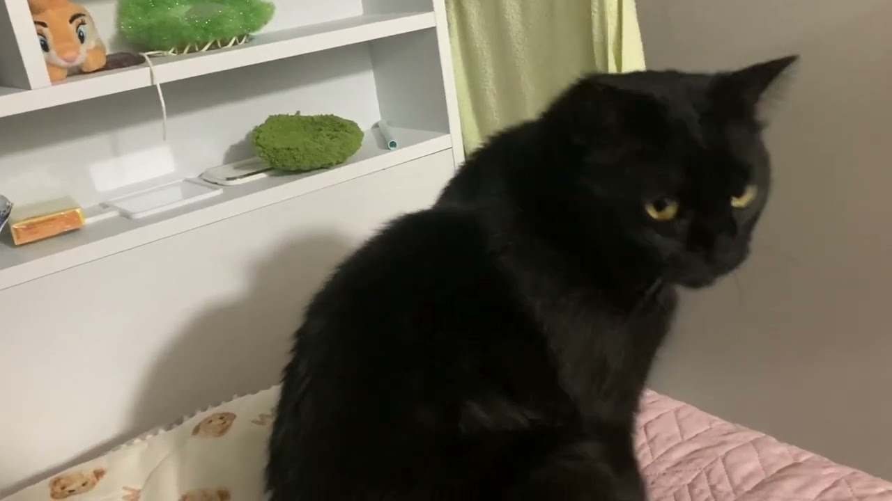 우리집 까망고양이 귀여워요!