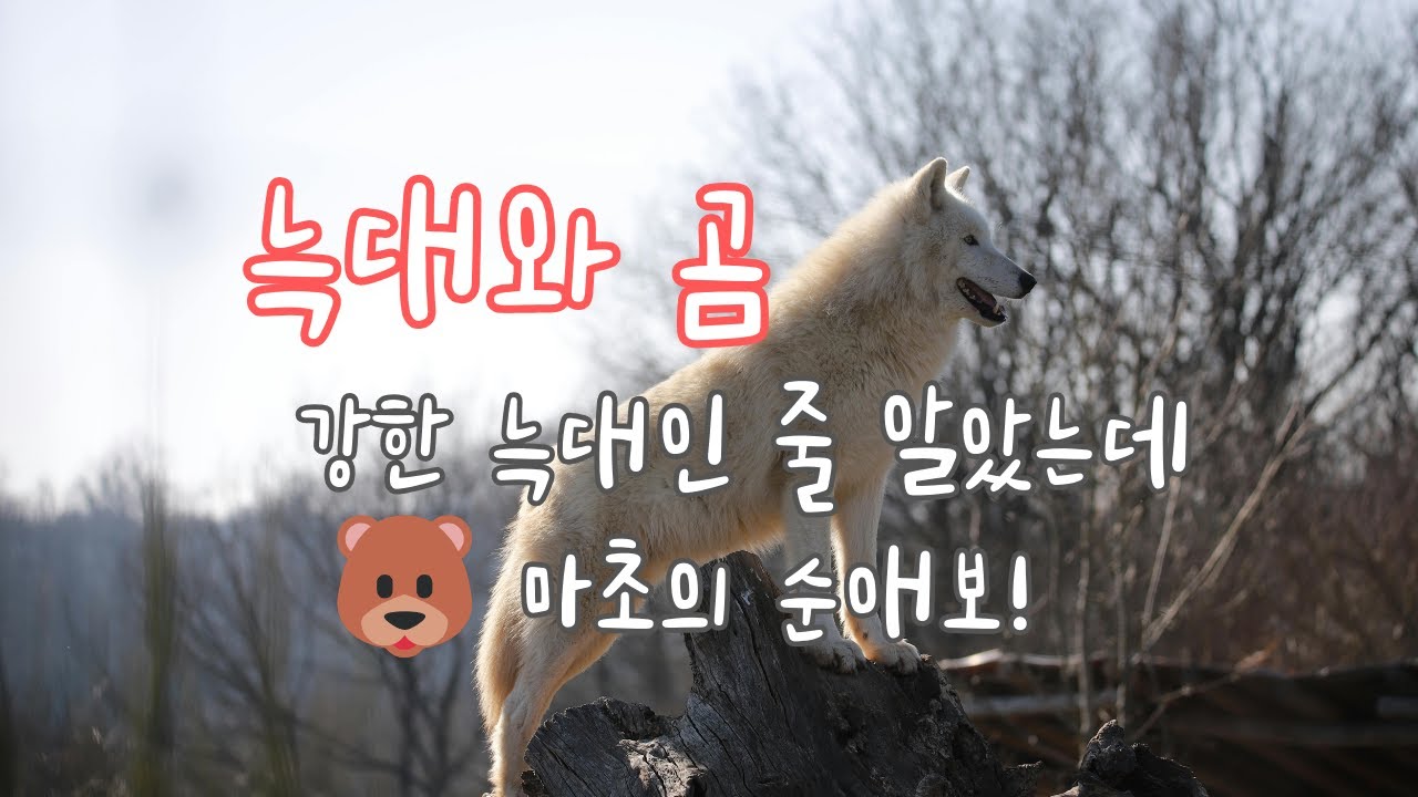 늑대와 곰 /🐺 강한 늑대인 줄 알았는데 그대 앞에선 순한 곰이 됐네 🐻 마초의 순애보! 🎶눈빛 하나로 세상을 물어뜯던 야성을 지녔던 한 남자가 운명적인 사랑을 만나 순한 곰으로🐺