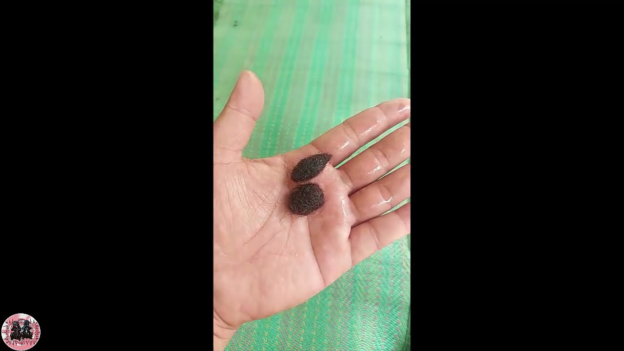ធំស្អាត​ - Khmer Magic Daily