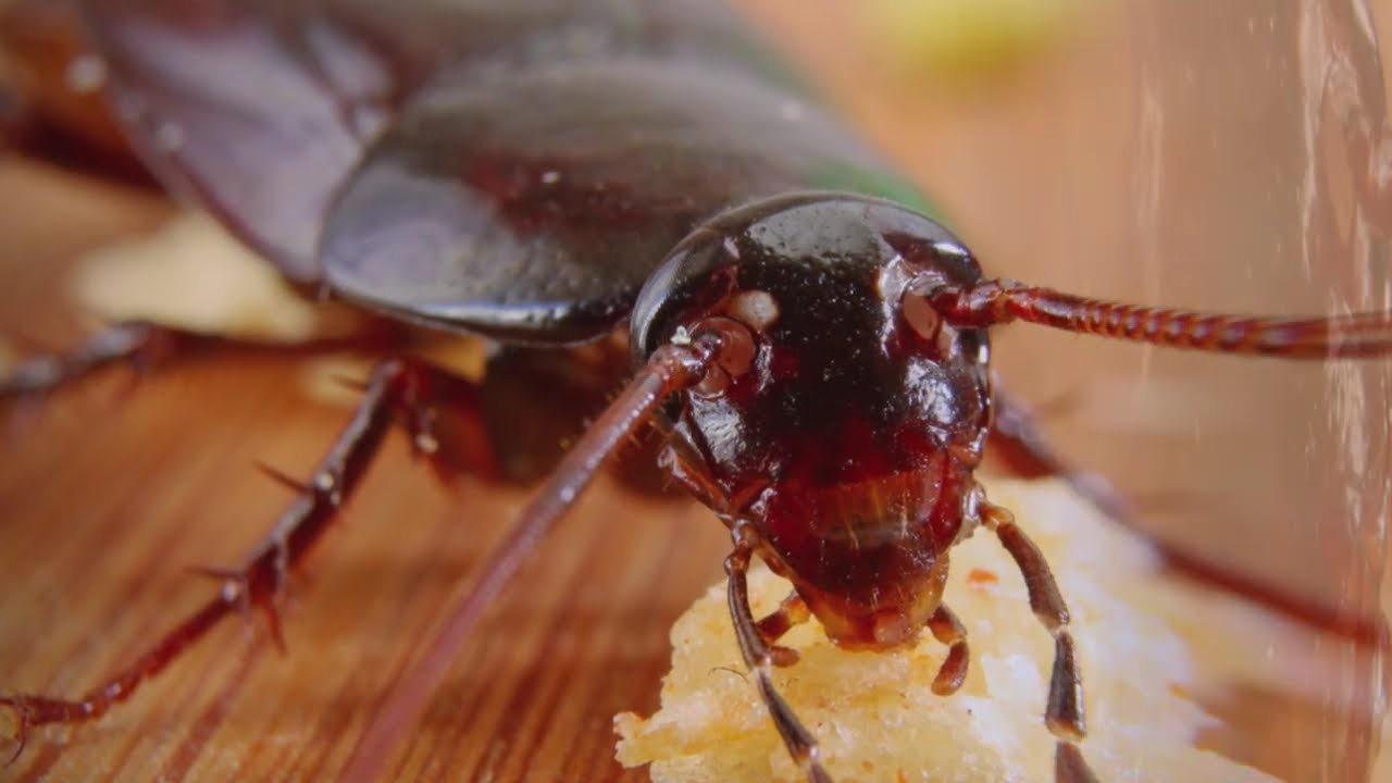 Expert Cockroach Control & Treatment Services