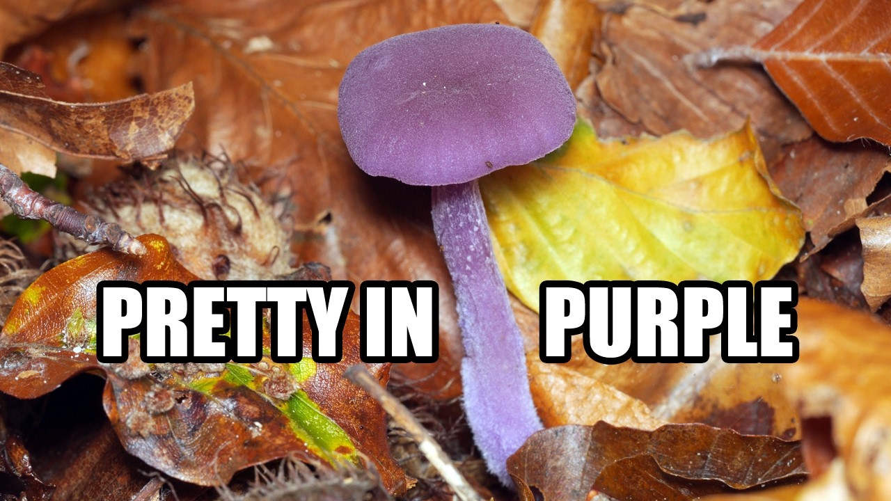 Violet Illusion: The Amethyst Deceiver (Laccaria amethystina)