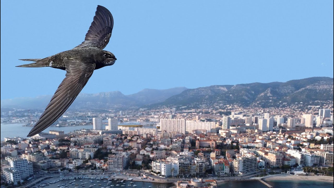 Protection des martinets : Toulon ville pionnière