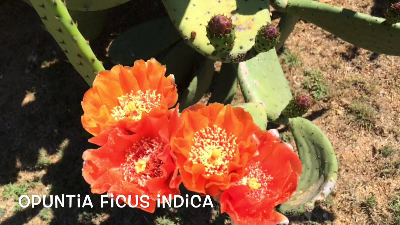 Opuntia ficus indica. Garden Center online Costa Brava - Girona.