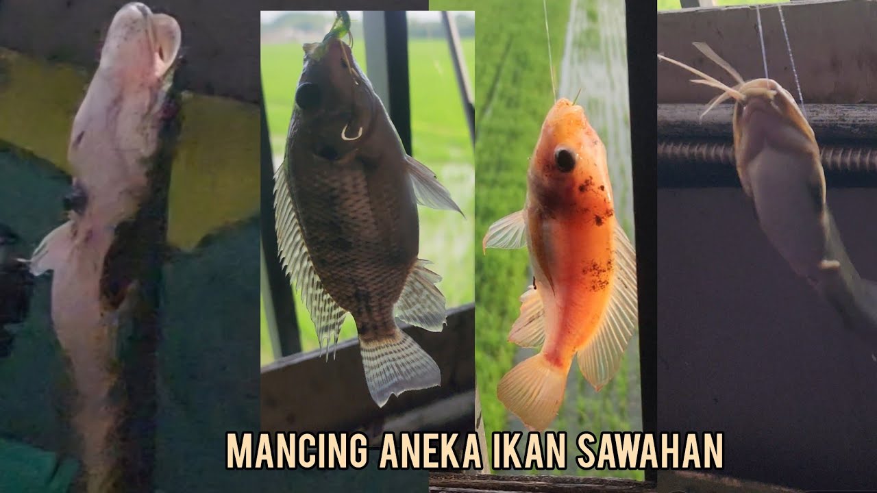 Mancing aneka jenis ikan dan hewan liar sawahan