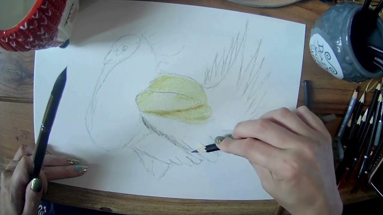 Drawalong with Pip - Greater Sage Grouse