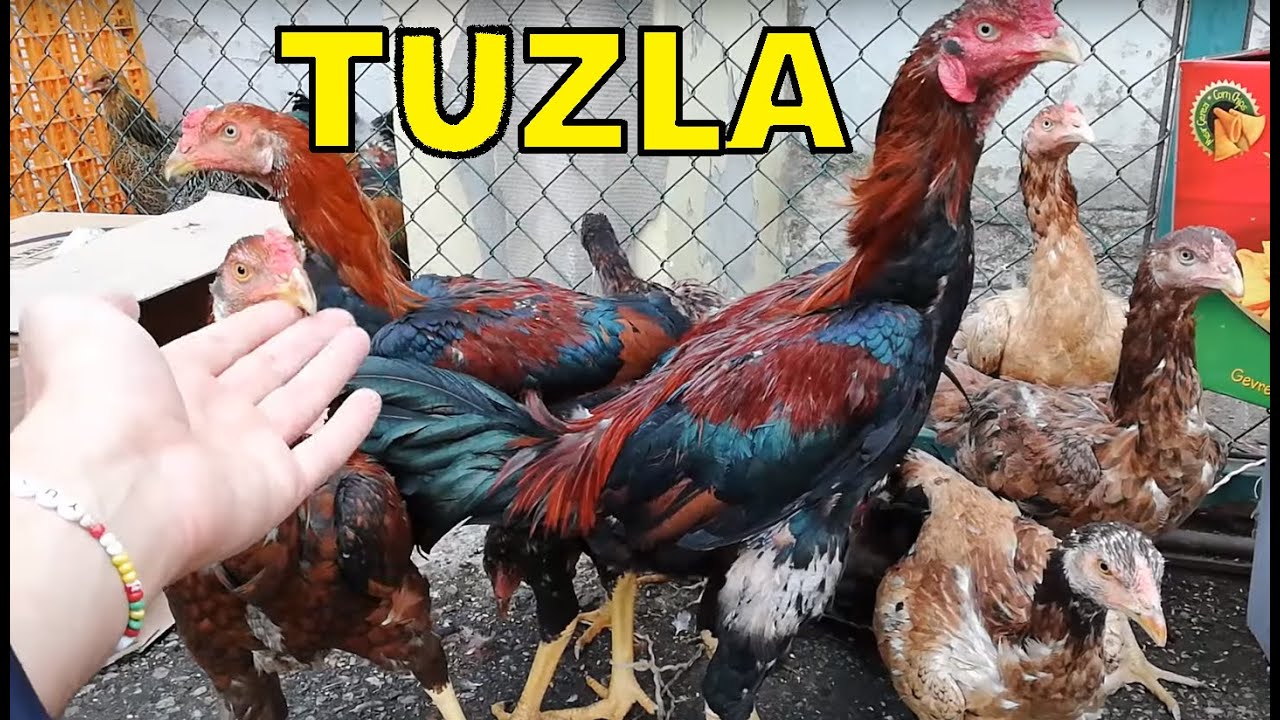 Tuzla, Aydınlı Hayvan Pazarı, 1.Bölüm. Tuzla Kuş Pazarı. Tuzla Tavuk Pazarı. Turkey Animal Market