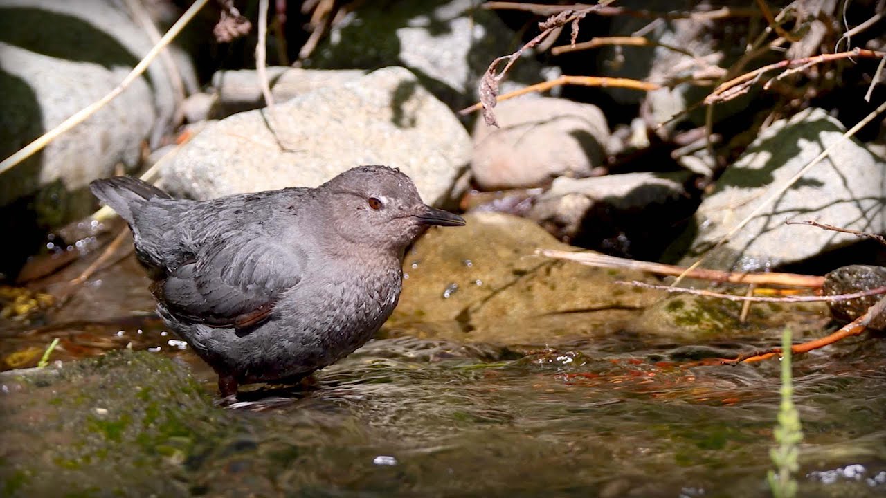 American Dipper (Cinclus mexicanus)