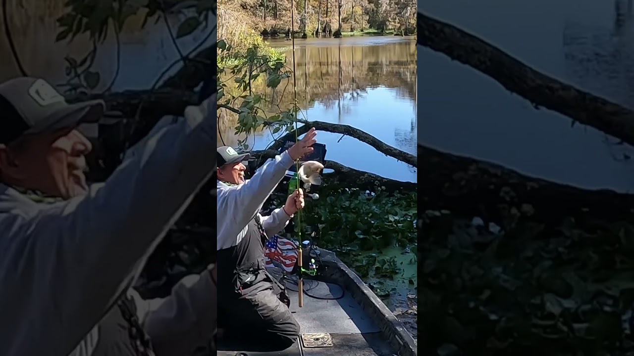 Crappie jigging in a blown over tree.  #crappie #crappiefishing #blackcrappie #fishing #fish