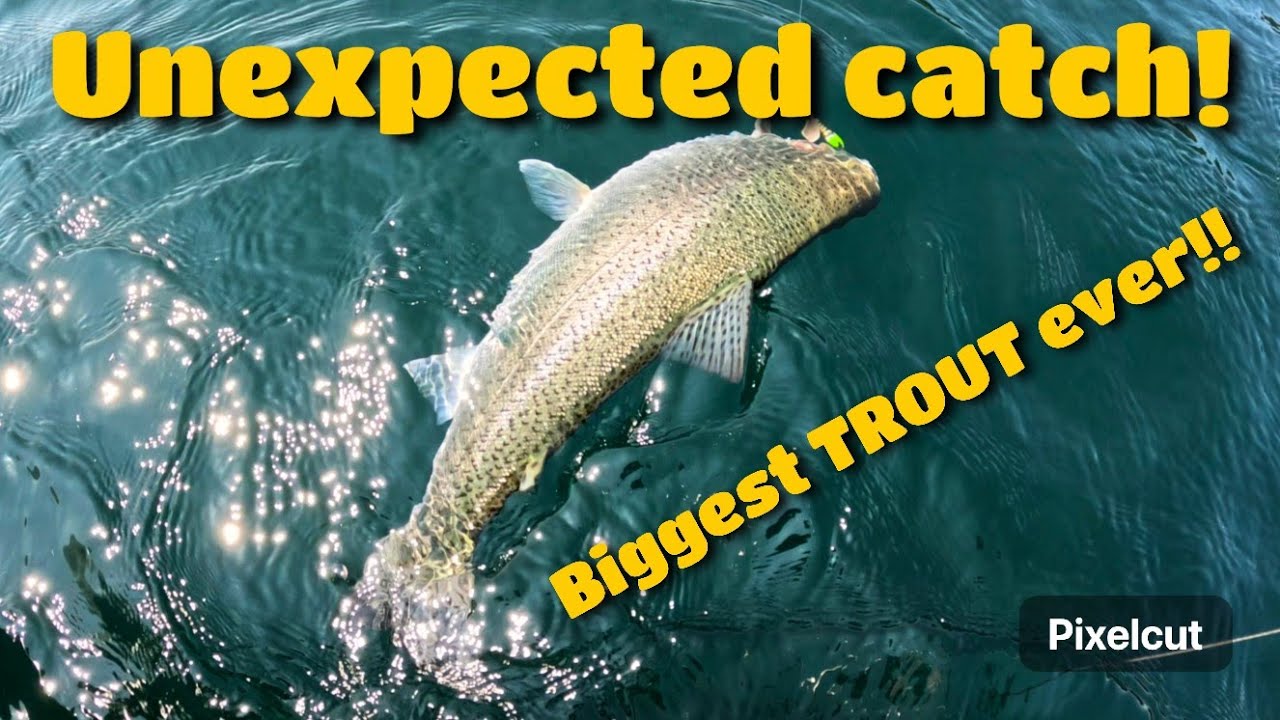 Unexpected catch! Biggest Trout ever!