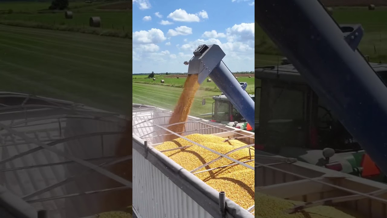 Corn Harvest 2023 in Texas with John Deere tractors #texas #johndeere #farming #farmer