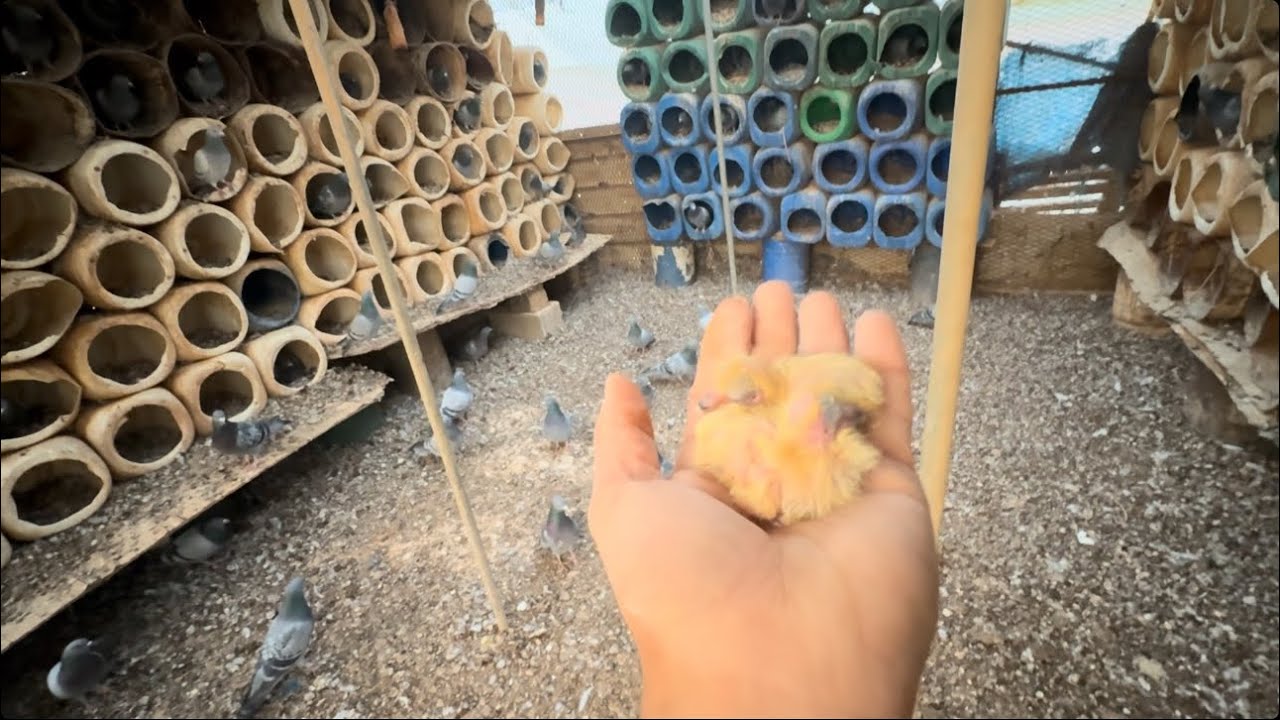 العريشه الشبه مهجوره. تبارك الله🕊️👌