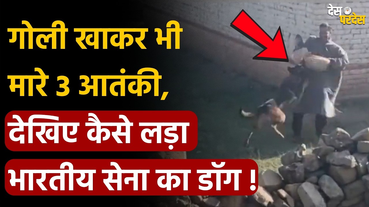 Army Dog Tyson kills Terrorists: गोली खाकर भी मरे 3 आतंकी, देखिए कैसे लड़ा सेना का डॉग !