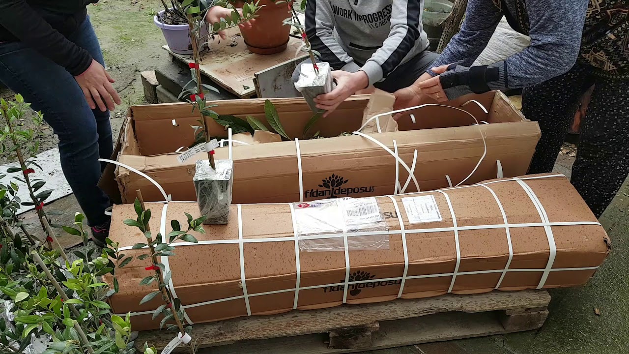 İnternetten Fidan Siparişi