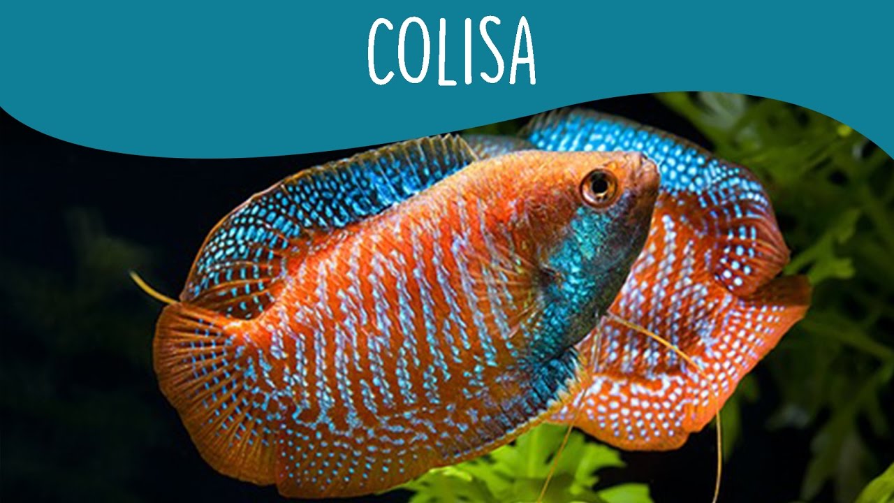 Colisa - Minha Fauna