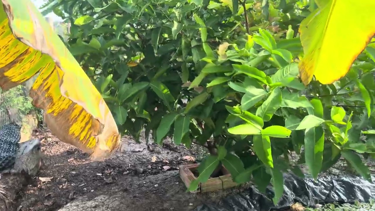 Nha vườn của ngoại 