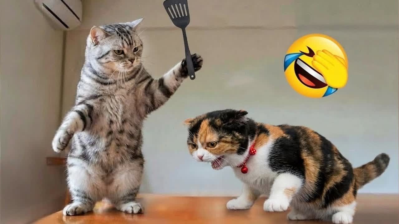 Try Not To Laugh 💕 Funniest Cats & Dogs 😻 Funny Animals