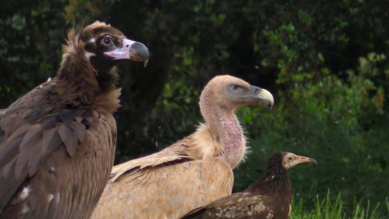 Reserva Biológica Campanarios de Azaba, Spain