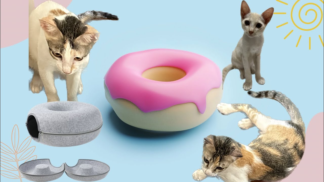 Large Donut Tunnel for cats | Unboxed the open parcel 😂