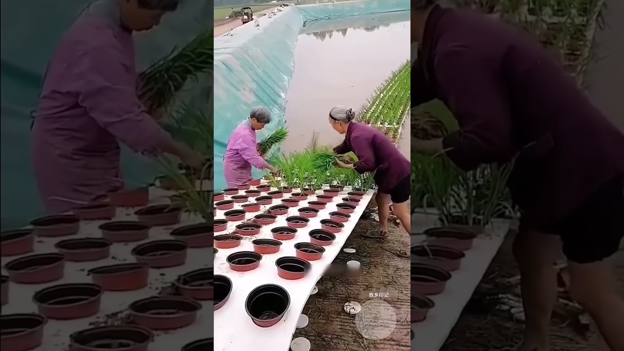 China's Double Farming ! #amazing #farming #china #farmlife  #experiment #interesting #facts