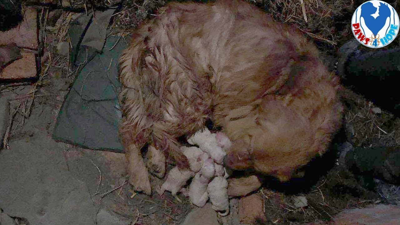 Rescued a Scared Mom Dog, Heartbroken and Sad, Cradling Her New Born Babies