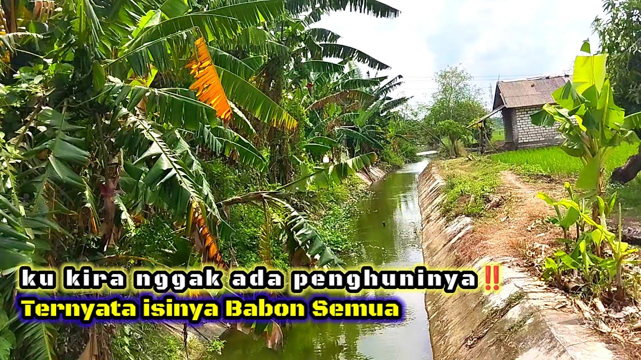 SPOT MEWAH (Mepet Sawah) ‼️TERNYATA ISINYA BABON SEMUA #mancing #fishing