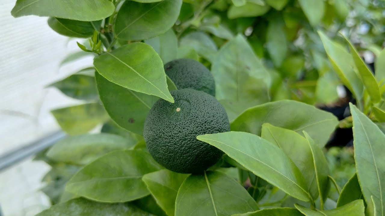 Cross Pollinated Fruit Set On Hardy Citrus
