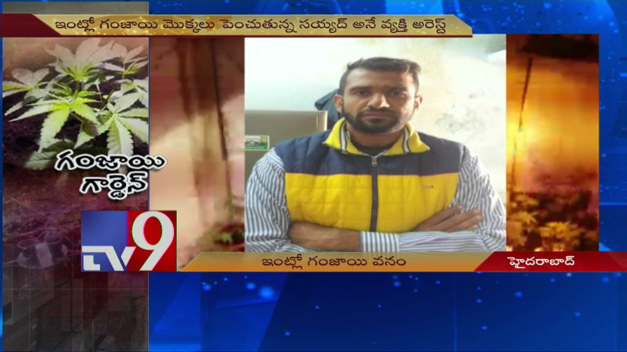 Software engineer arrested for cultivating Ganja - TV9