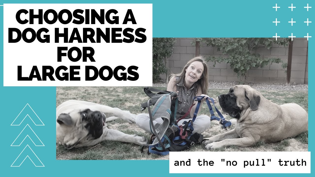 How to Choose a Dog Harness for Large Dogs [