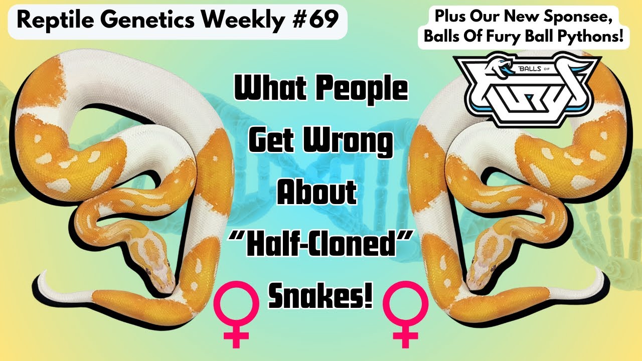 Полуклонированные питоны природы! — Reptile Genetics Weekly, выпуск 69