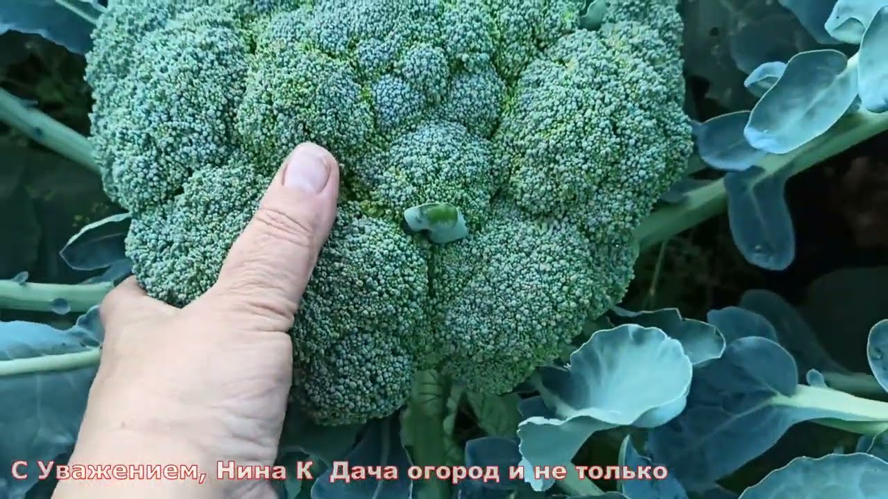 ЭТОТ ЛУЧШИЙ СОРТ КАПУСТЫ БРОККОЛИ ПЛОДОНОСИТ В ЛЮБУЮ ПОГОДУ! ВСЕГДА СОБИРАЮ УРОЖАЙ КАПУСТЫ ЯЩИКАМИ!