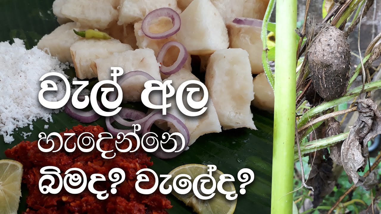 WELALA / වැල් අල / this is very delicious yam just like potatoes / try to eat and taste this wel ala