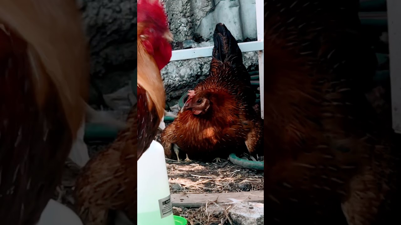 Chicken with 4 feet from Chernobyl 😅