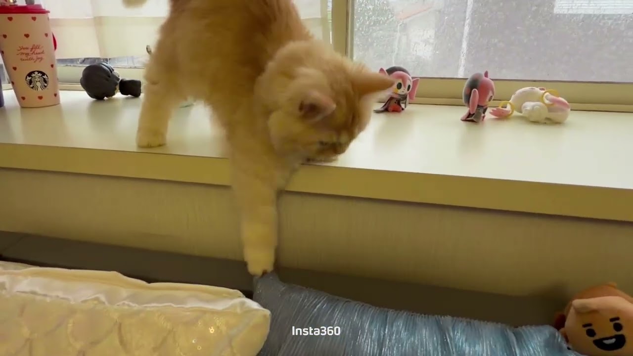 雨の日の猫　chill