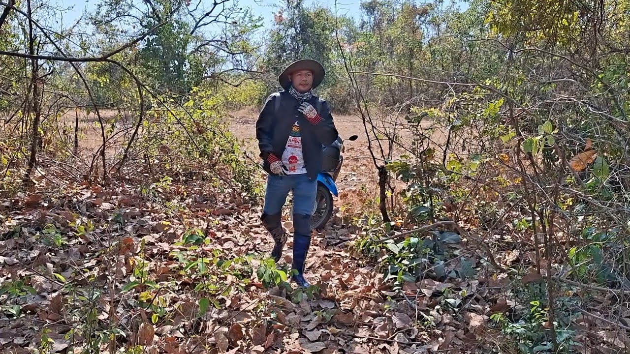 😆😁เที่ยวป่าหาผึ้งป่าเผื่อได้ไปฝากเมียครับผม🥰🥰🥰