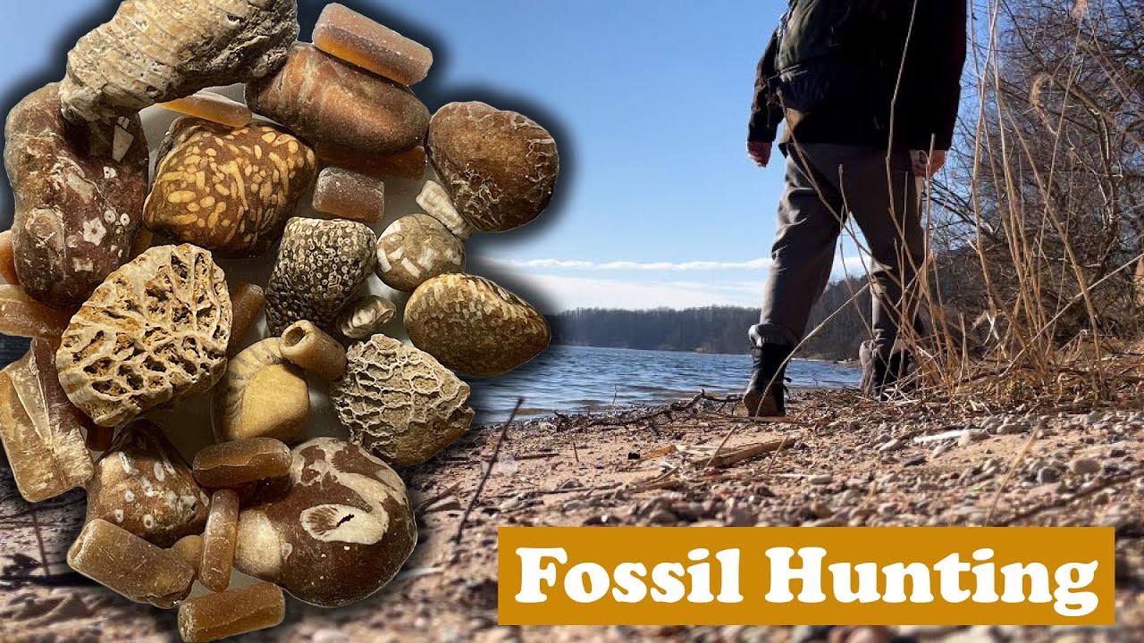 Found my best extinct nautiloid fossil yet!