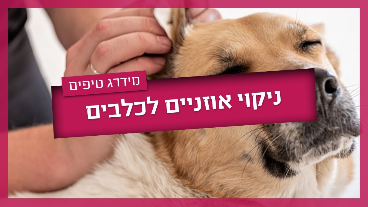 ניקוי אוזניים לכלב - איך עושים את זה?