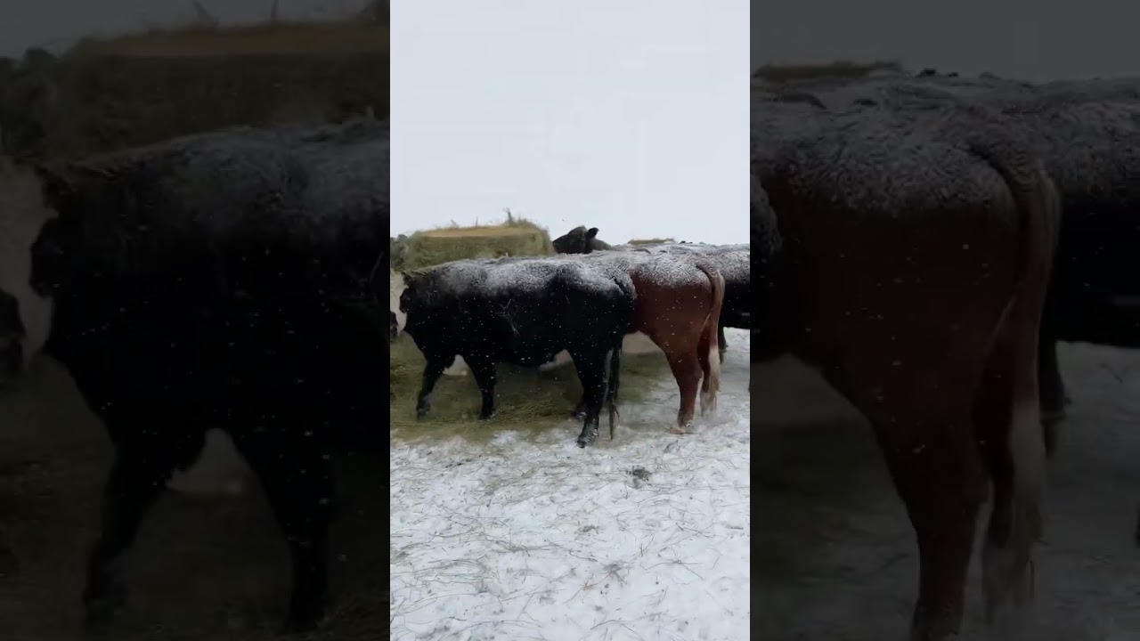 Bale grazing six weeks in.